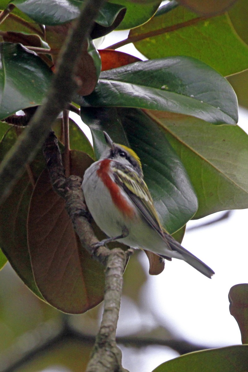 brunsideparula - ML656821048