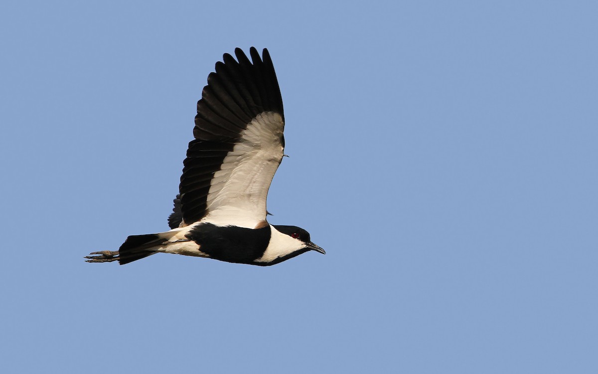 Spur-winged Lapwing - ML65682151