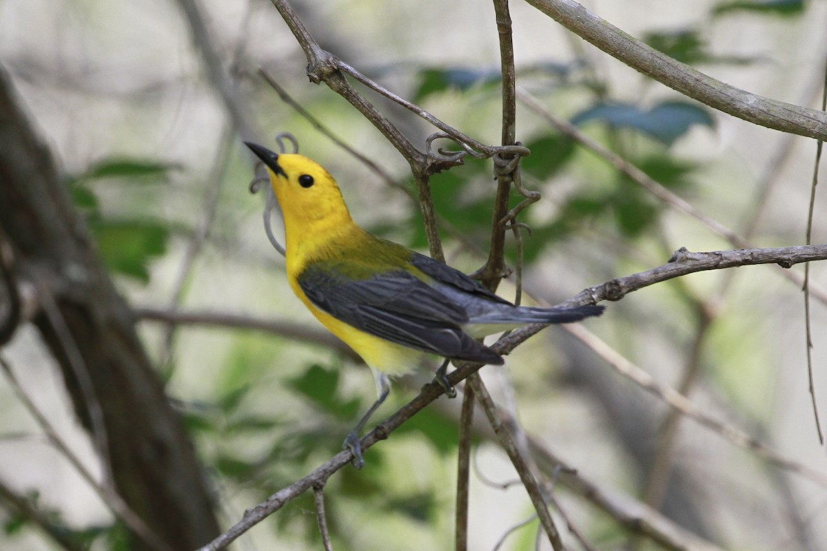 plommeparula - ML656821853
