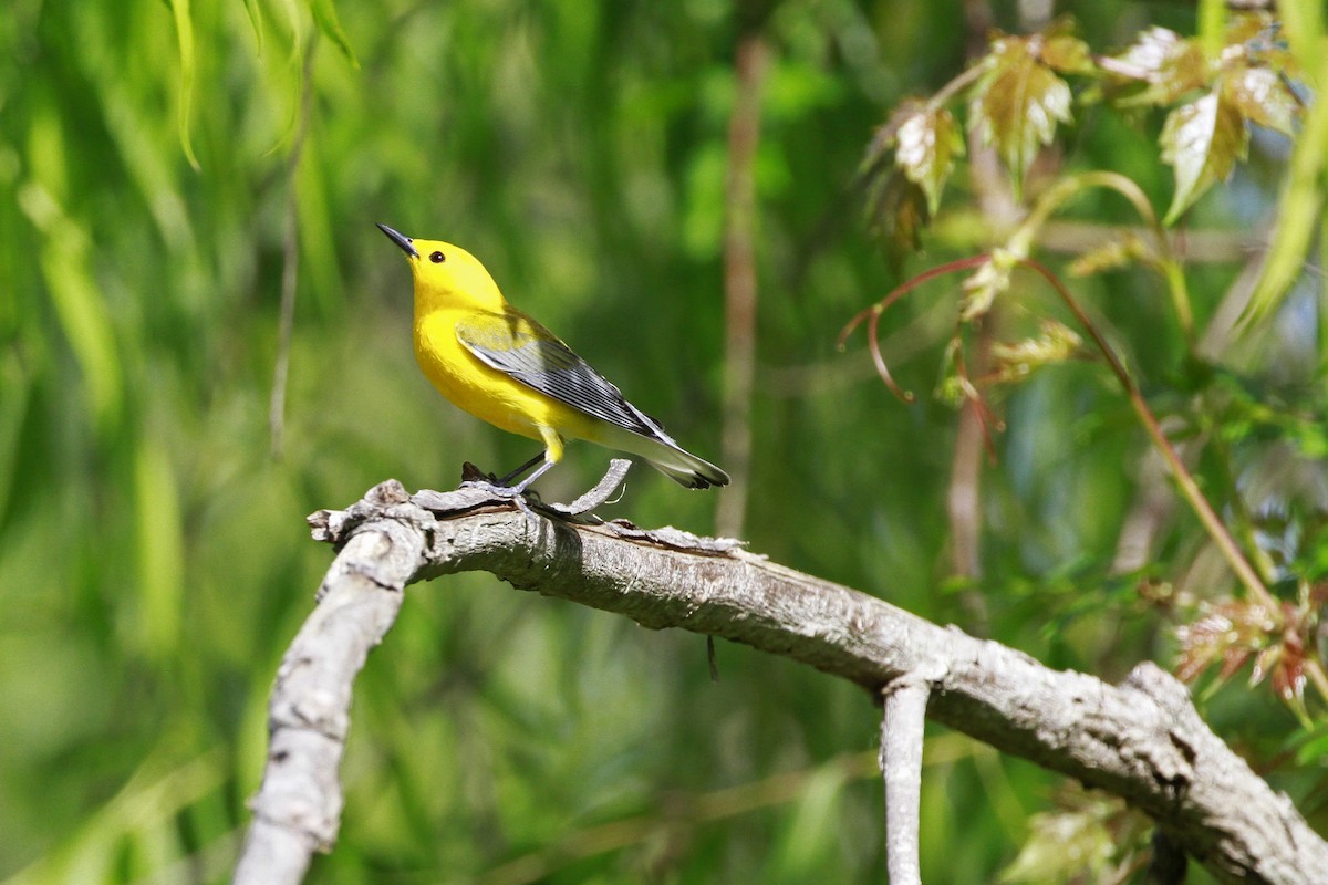 plommeparula - ML656821903