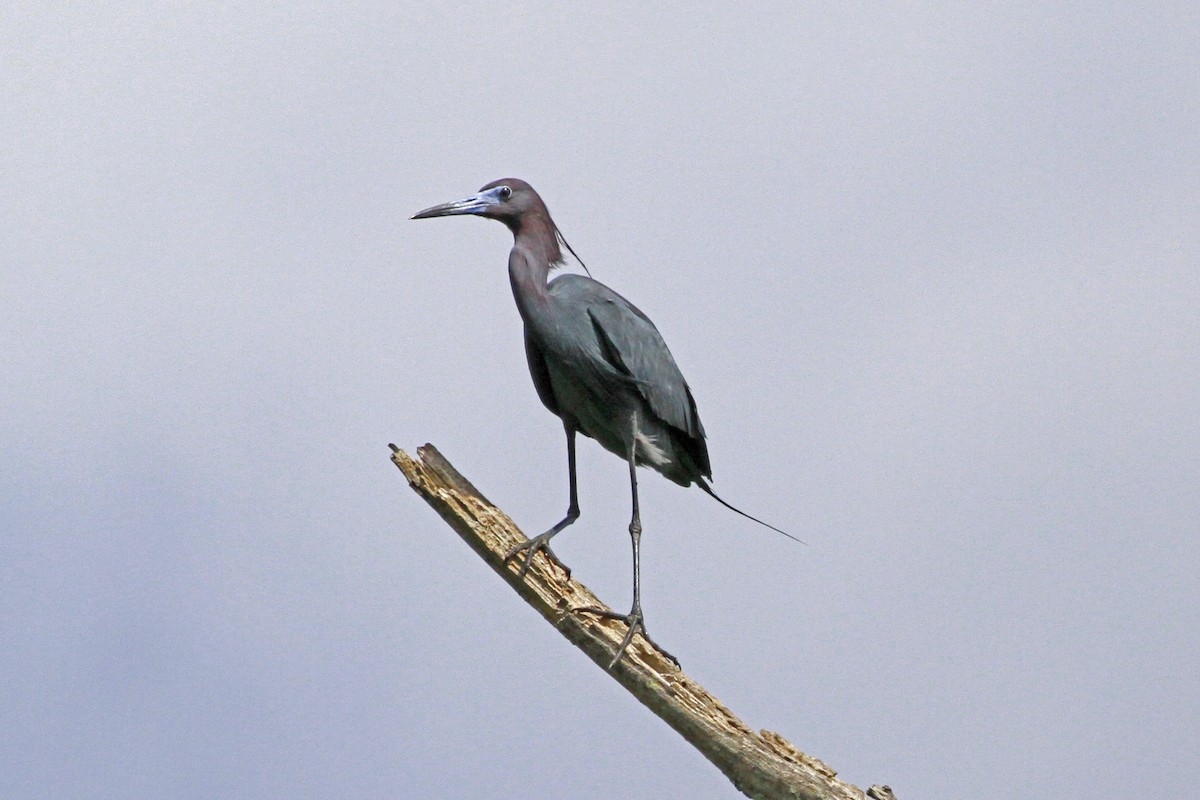 blåhegre - ML656821948