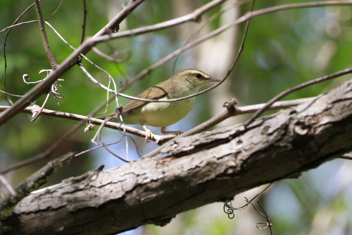 brunparula - ML656822210