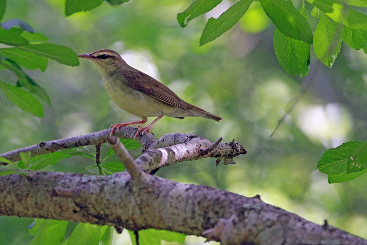 brunparula - ML656822211