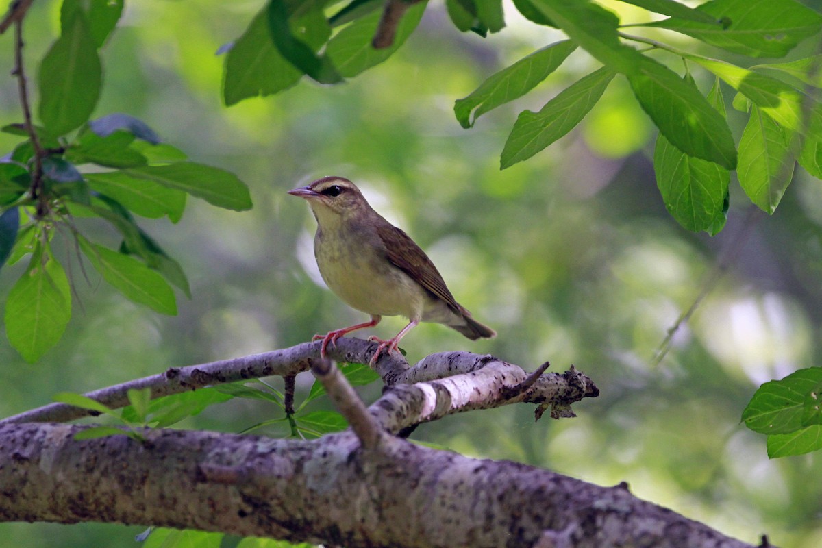brunparula - ML656822213