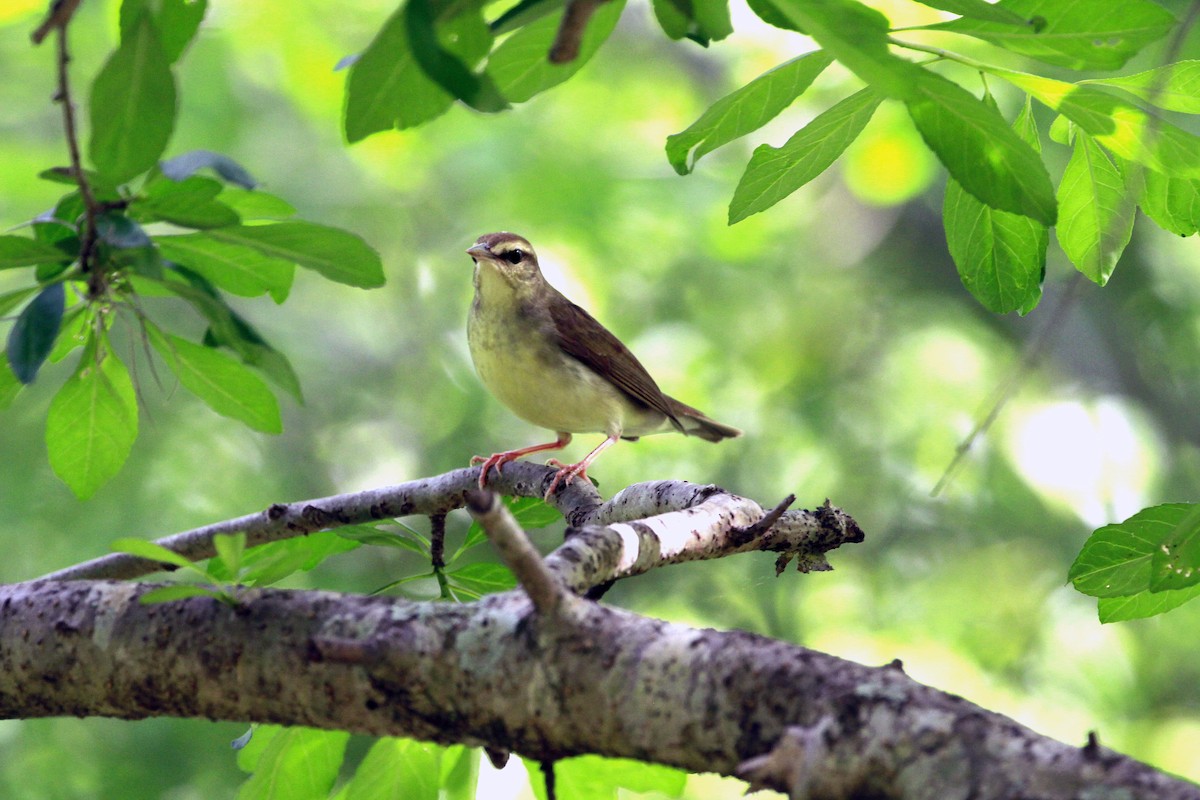 brunparula - ML656822214