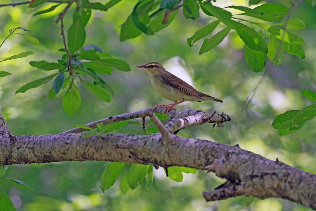 brunparula - ML656822215