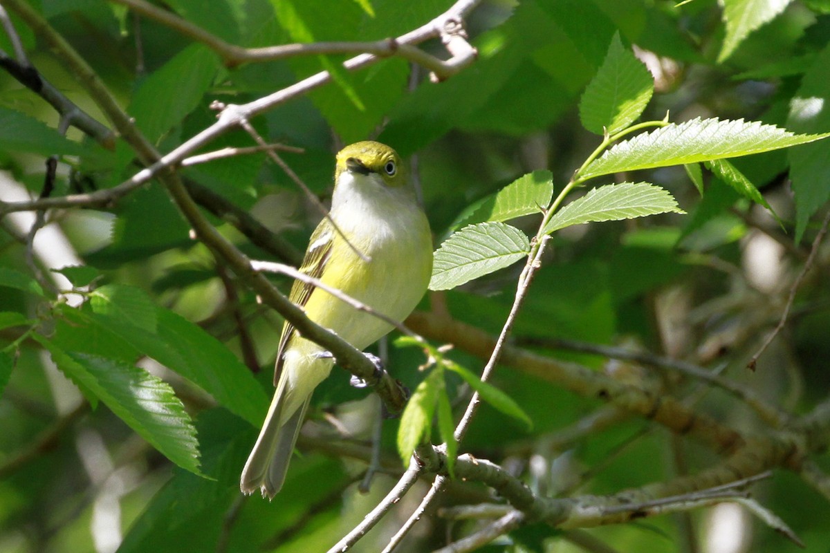 hvitøyevireo - ML656822387