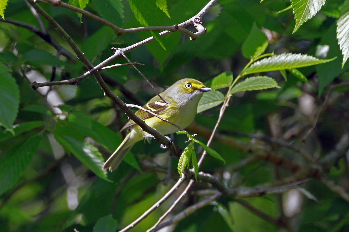 hvitøyevireo - ML656822388