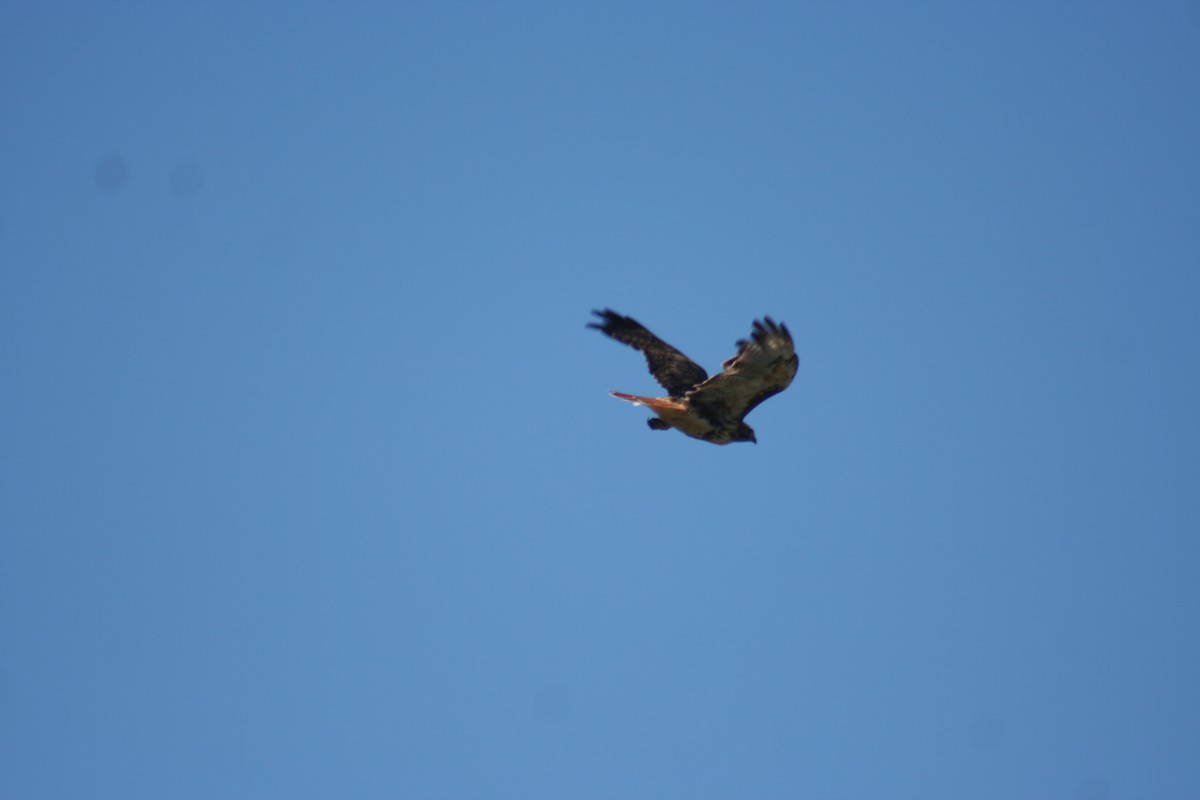 Red-tailed Hawk - ML65682271