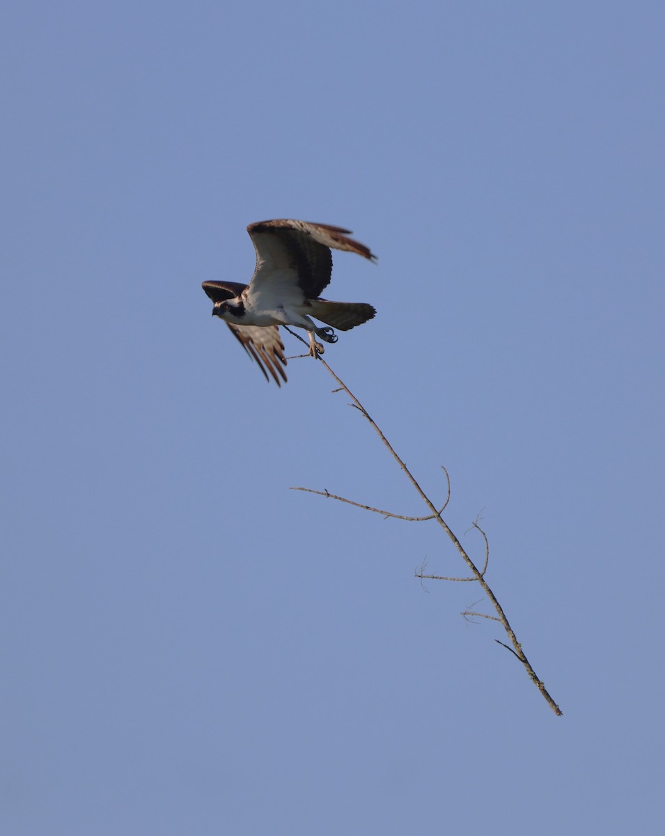Osprey - ML656822936