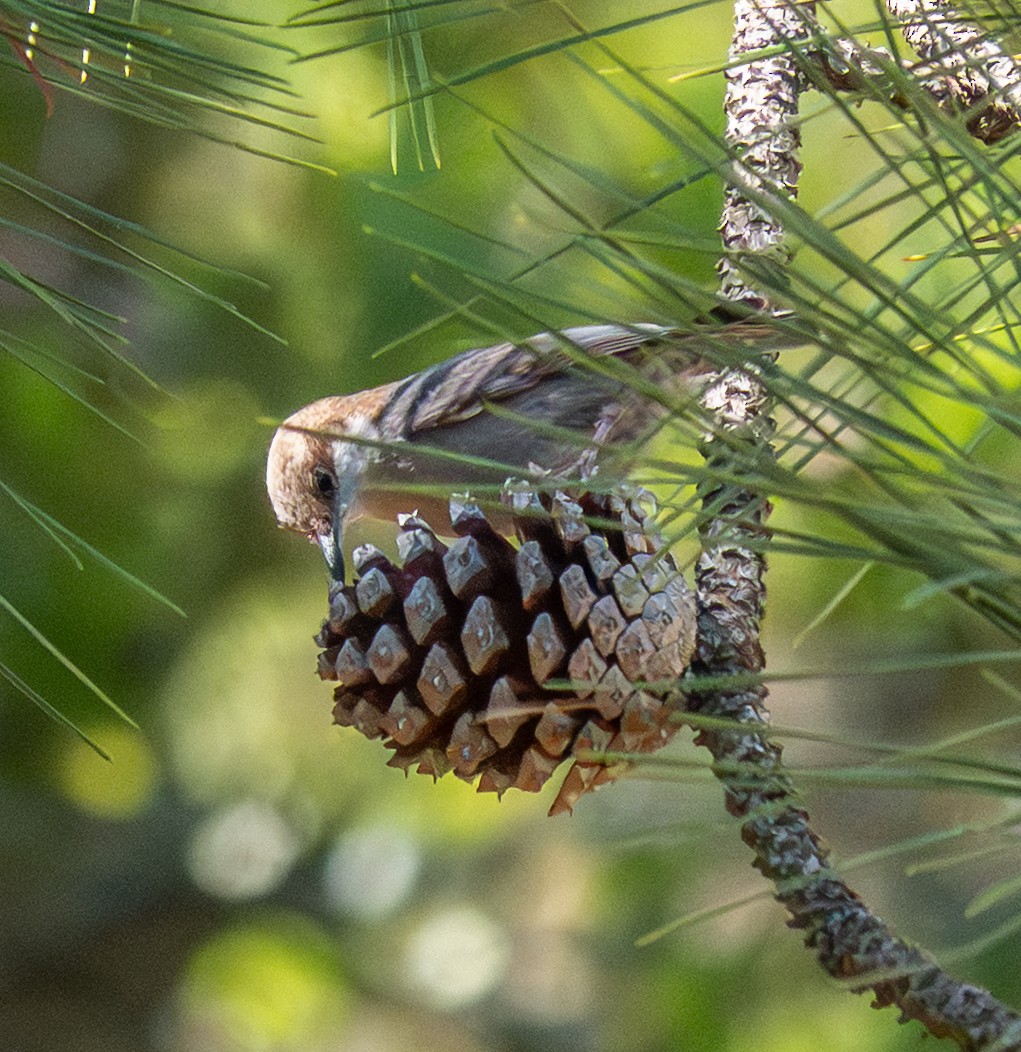Brown-headed Nuthatch - ML656822941