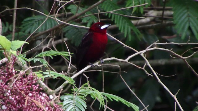Tangara Picoplata - ML656823013