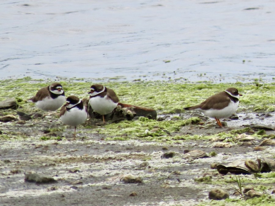 Semipalmated Plover - Ruth Bergstrom