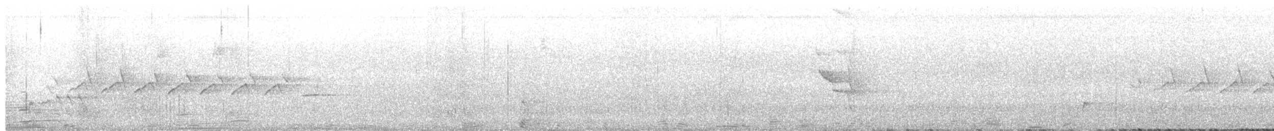 hvitkragefrøeter (morelleti) - ML656823621