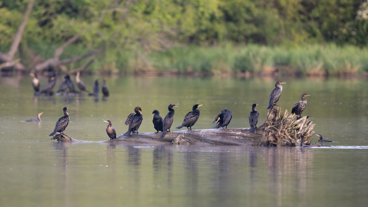 Neotropic Cormorant - ML656824407