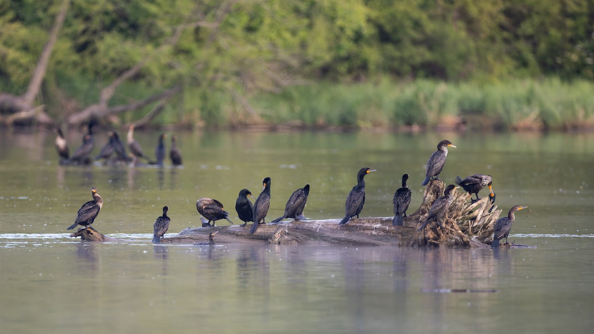 Neotropic Cormorant - ML656824408