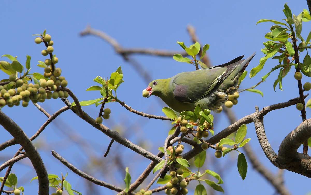 African Green-Pigeon - ML65682441