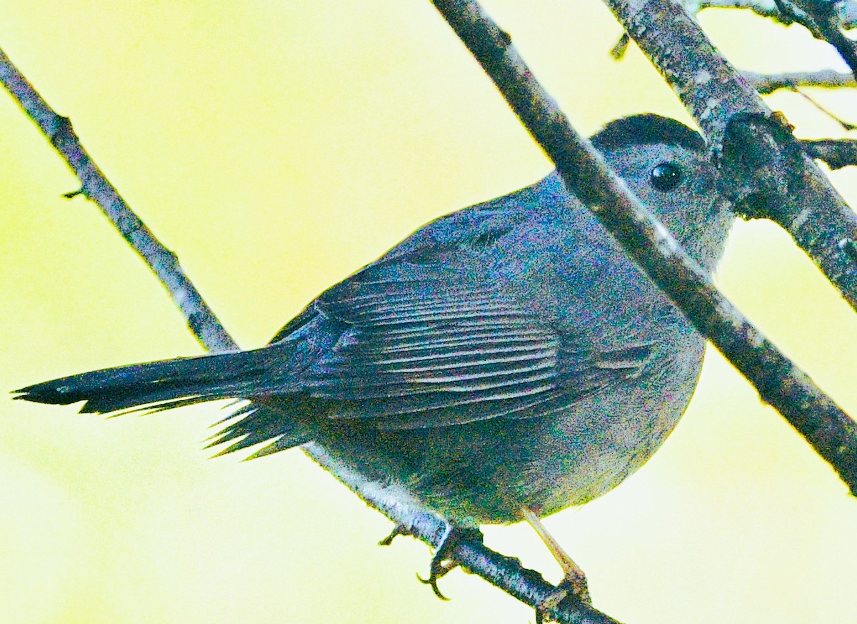 Katzenspottdrossel - ML656824857