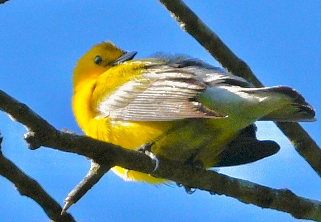 Zitronenwaldsänger - ML656824934