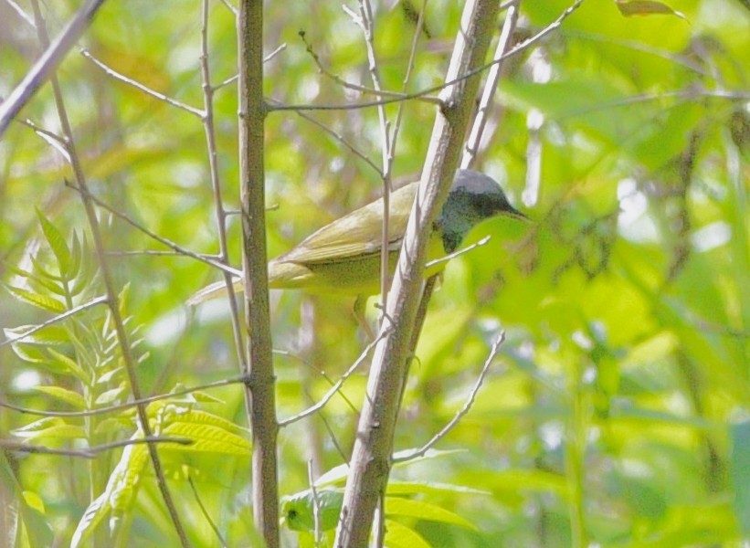 Graukopf-Waldsänger - ML656825034