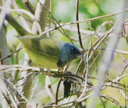 Graukopf-Waldsänger - ML656825045