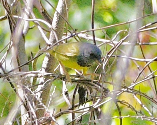 Graukopf-Waldsänger - ML656825050