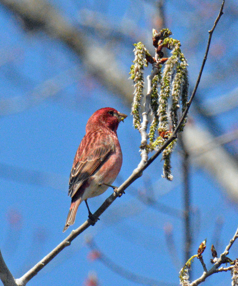 Purple Finch (Eastern) - ML656825231