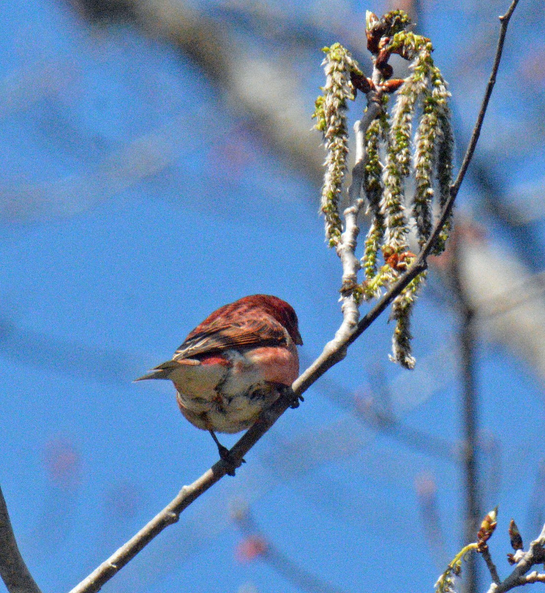 Purple Finch (Eastern) - ML656825232