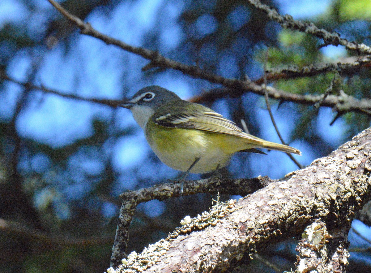 Blue-headed Vireo - ML656825418