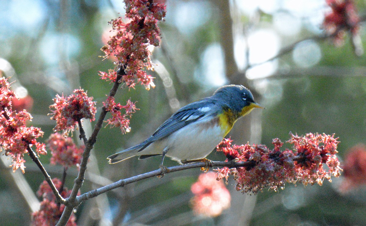 Northern Parula - ML656825883