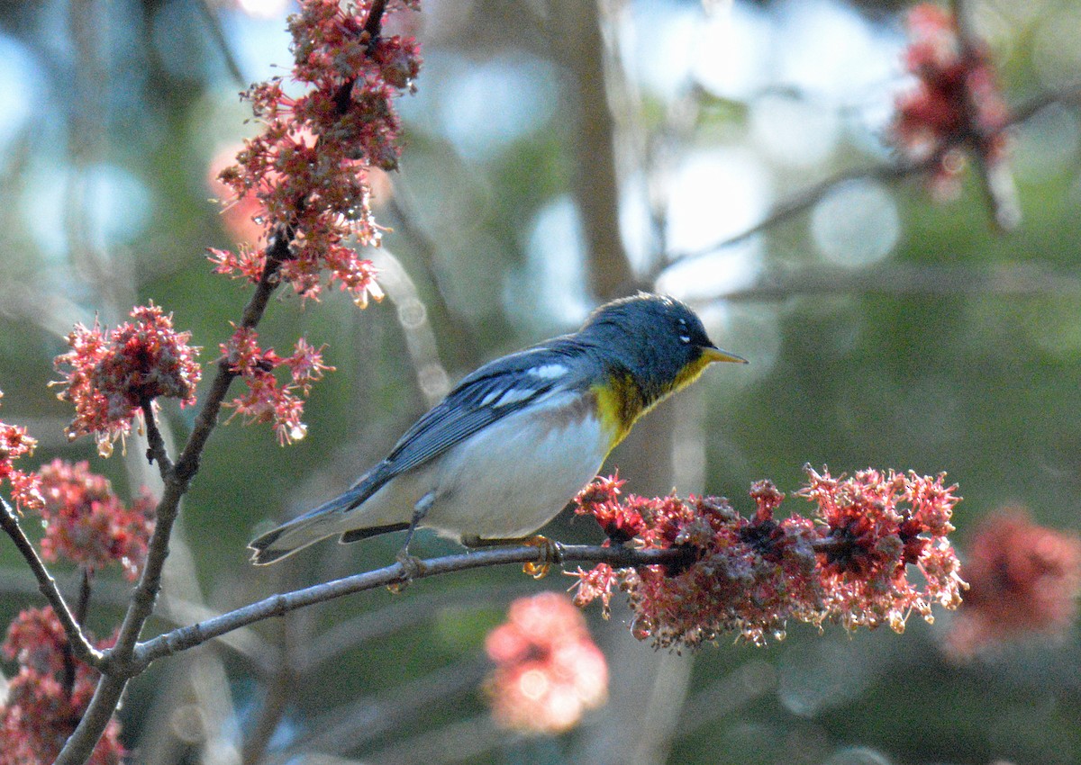 Northern Parula - ML656825884