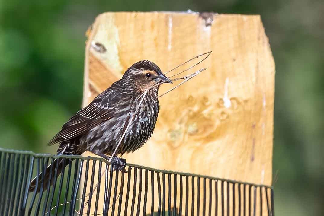 Red-winged Blackbird - ML656826371