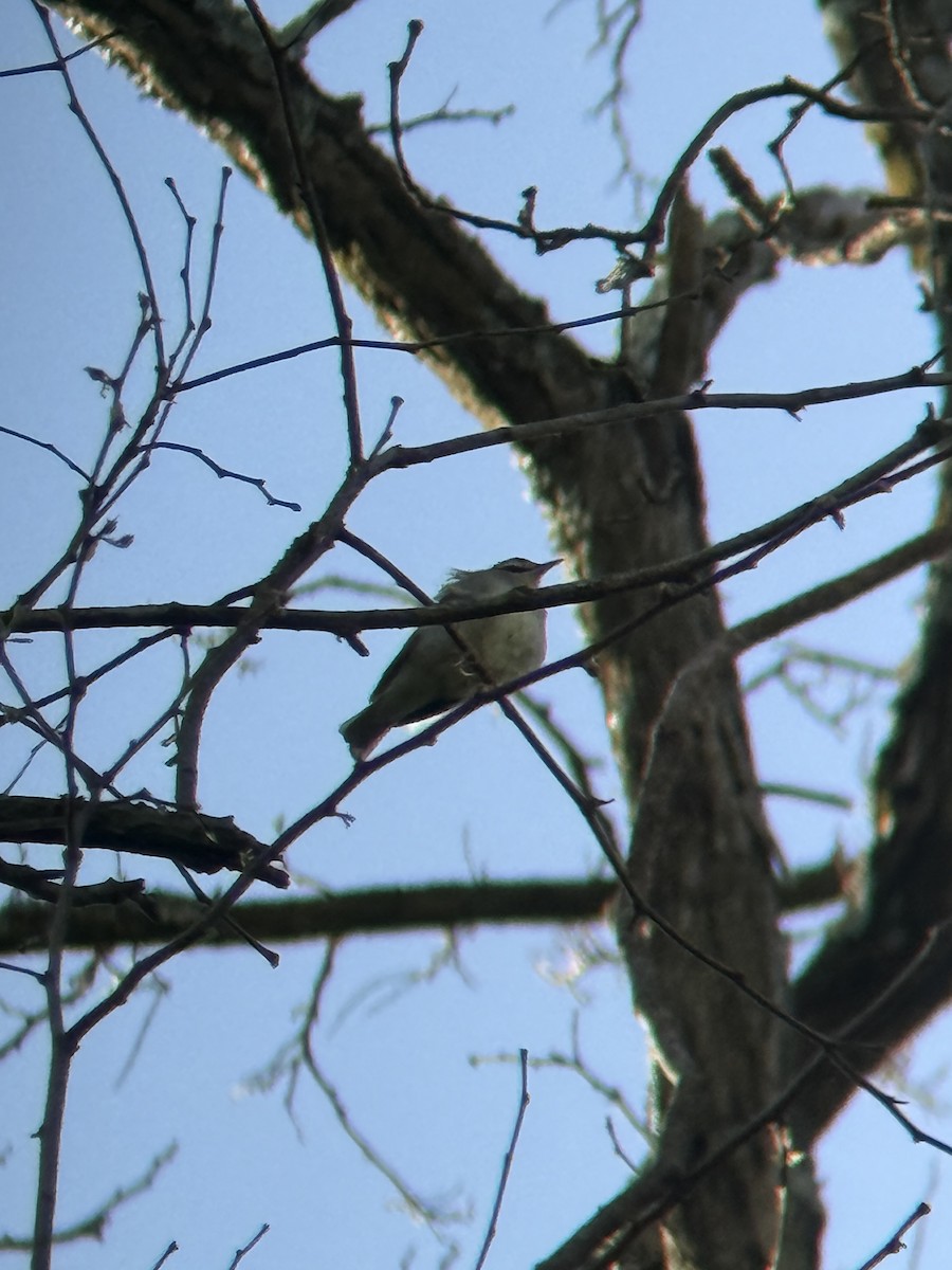 Swainson's Warbler - ML656827459