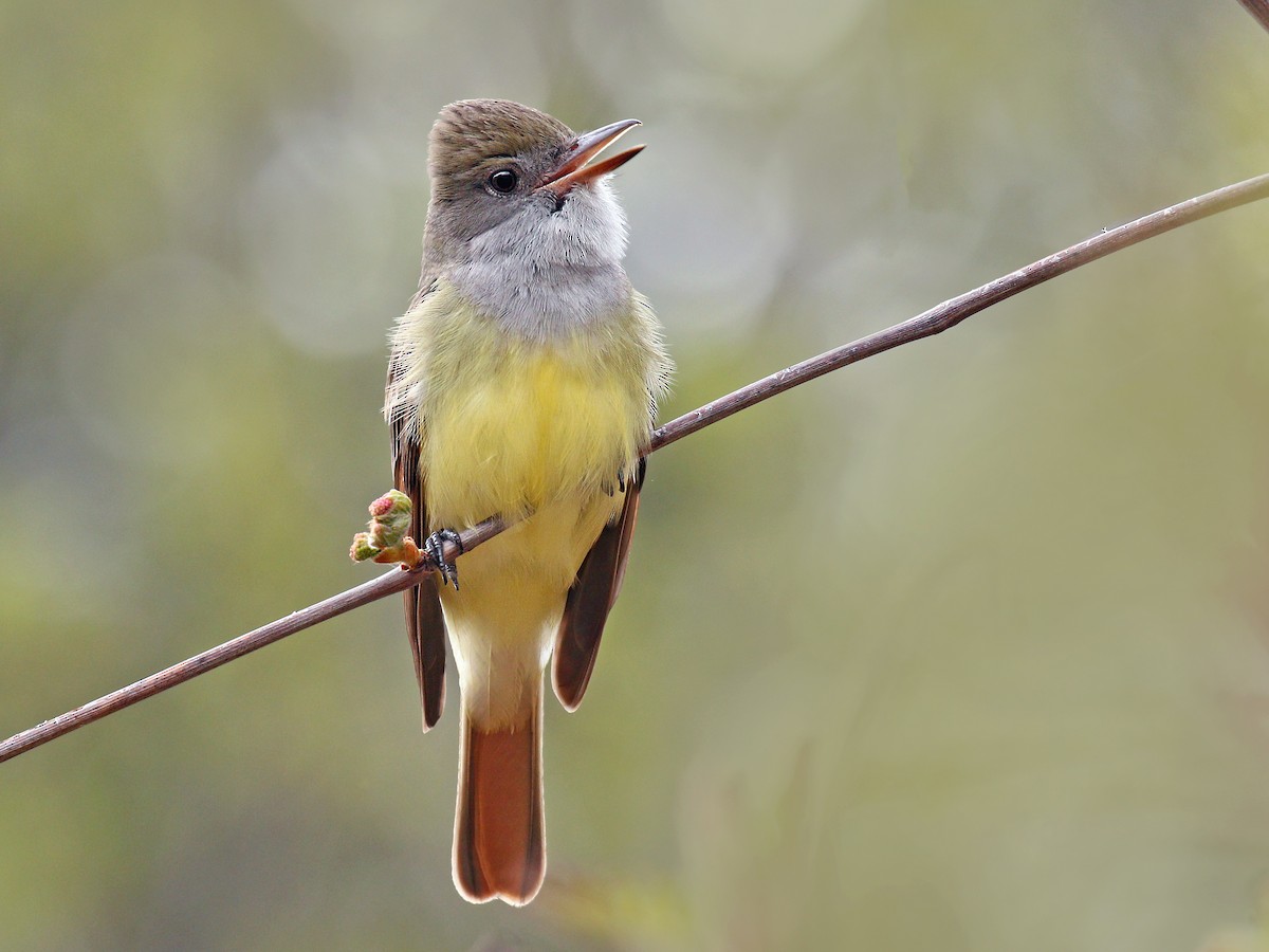 Great Crested Flycatcher