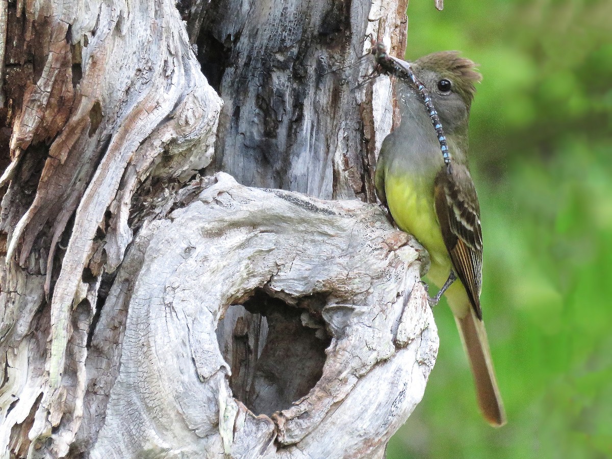 Great Crested Flycatcher