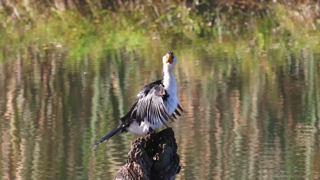Little Pied Cormorant - ML656829471