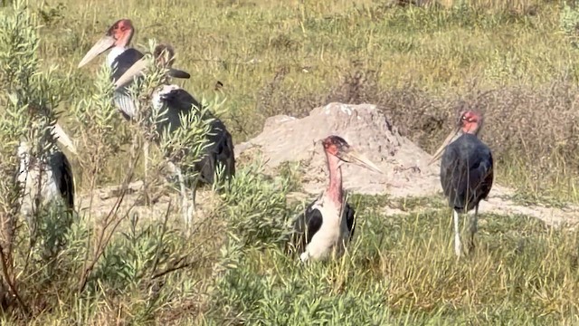 Marabou Stork - ML656829546