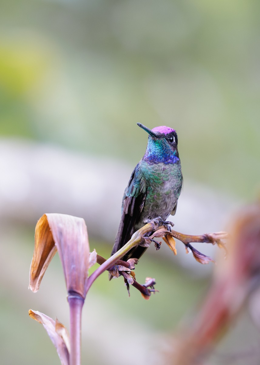 Colibrí de Talamanca - ML656829567