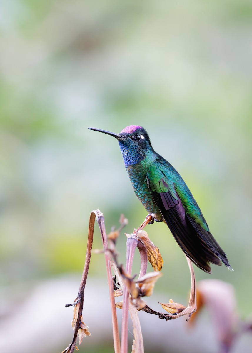 Colibrí de Talamanca - ML656829568