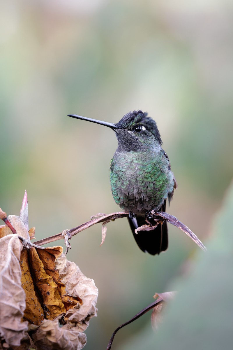 Colibrí de Talamanca - ML656829596