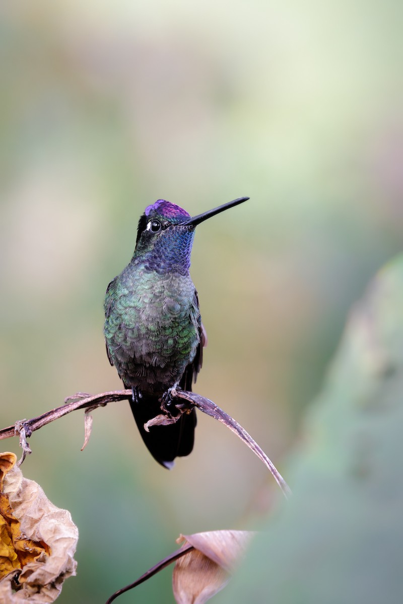 Colibrí de Talamanca - ML656829597