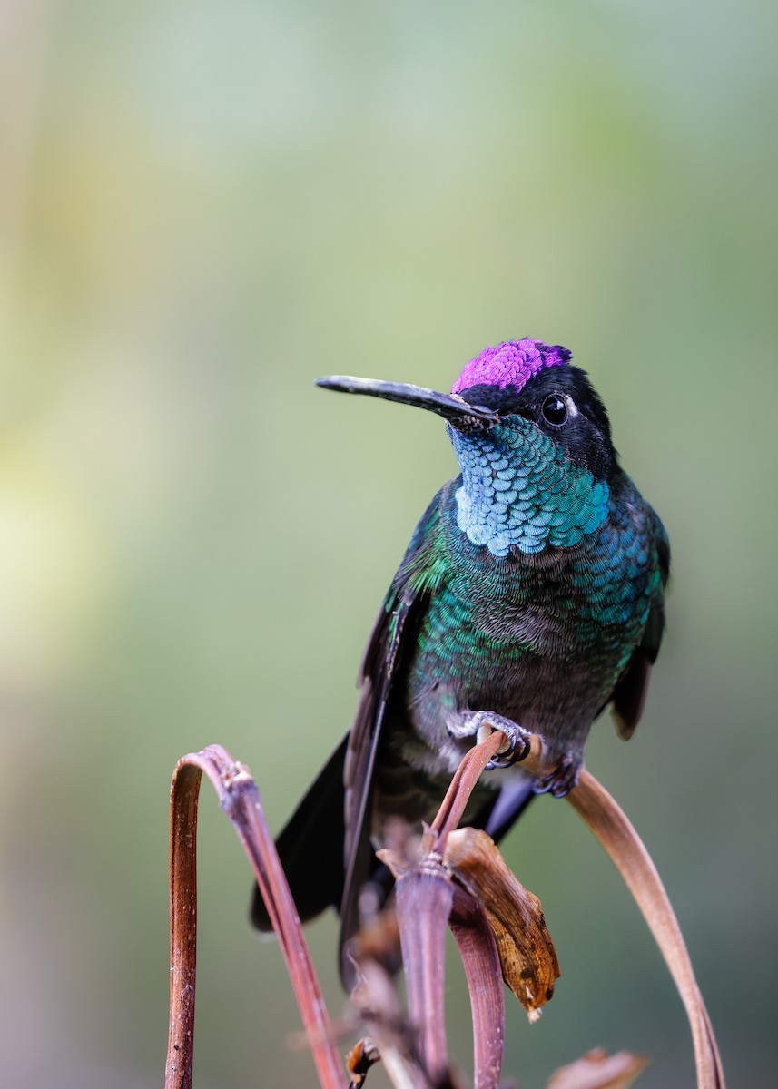 Colibrí de Talamanca - ML656829598