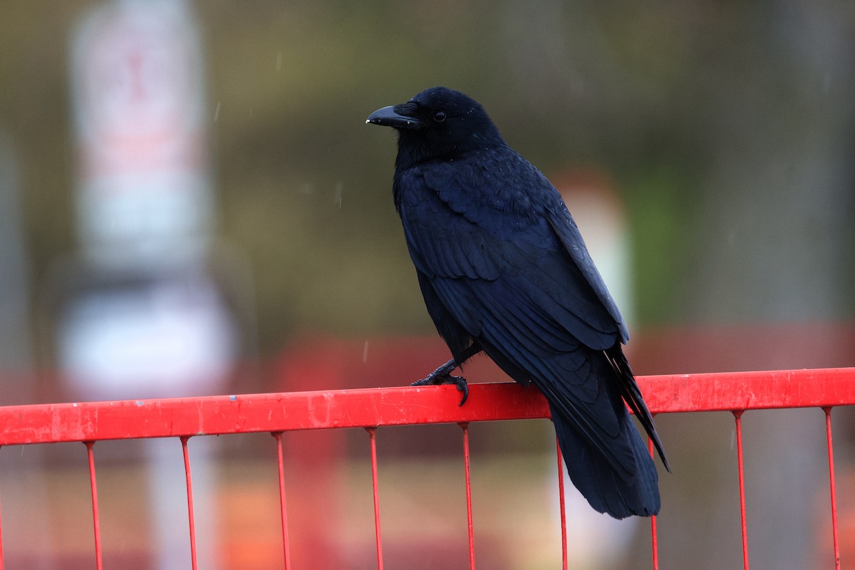 Fish Crow - ML656830086