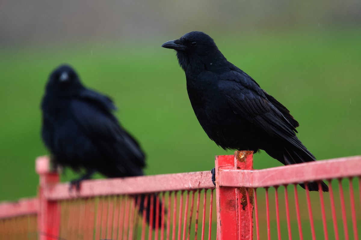 Fish Crow - ML656830104