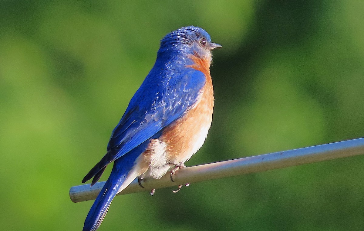 Eastern Bluebird - ML656830234