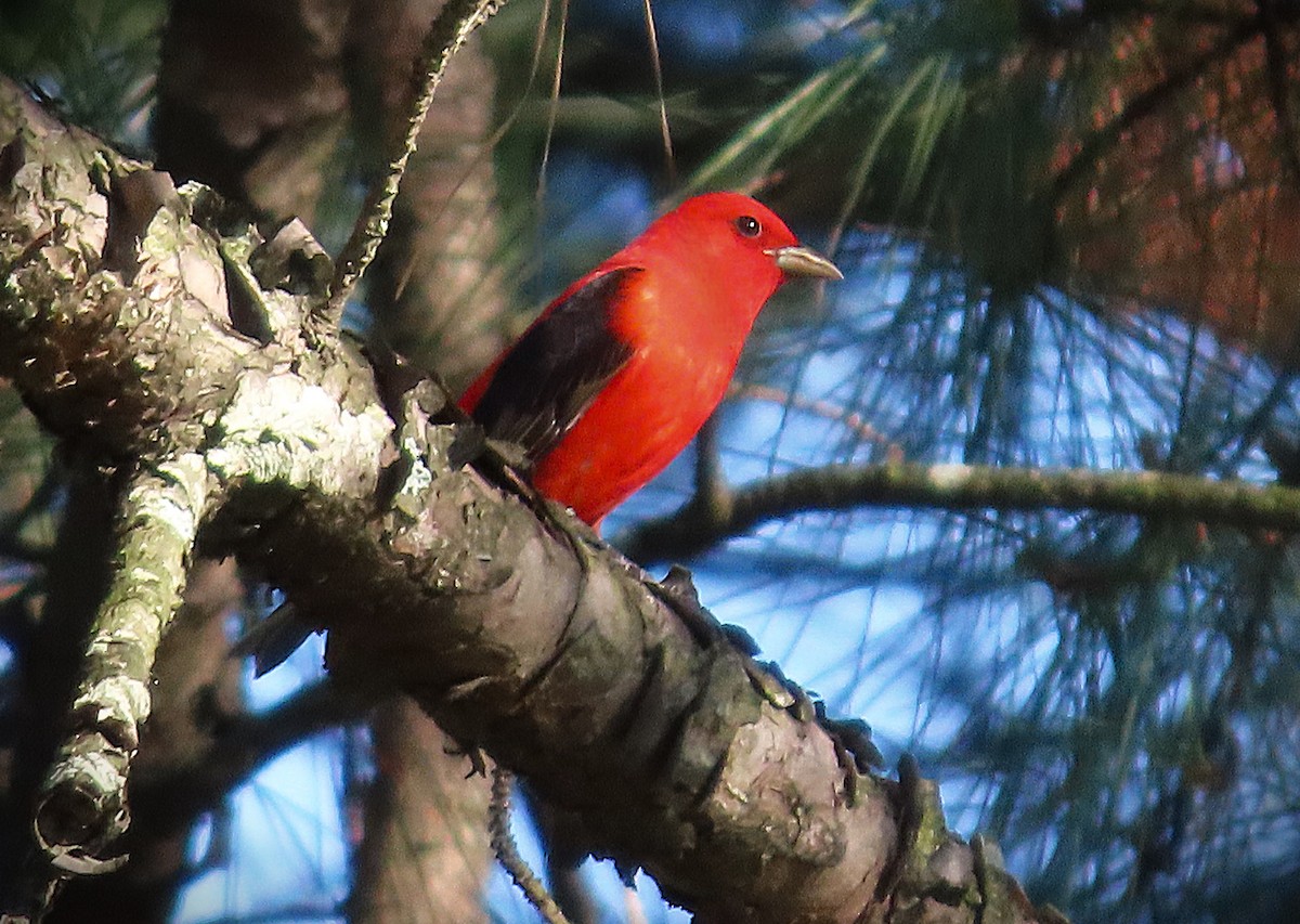 Scarlet Tanager - ML656830264