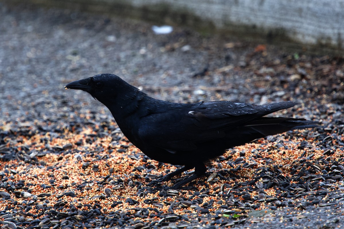 Fish Crow - ML656830273