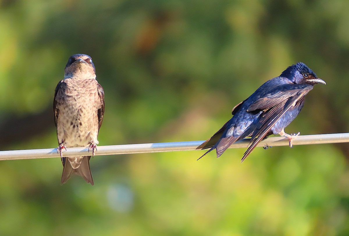 Purple Martin - ML656830293