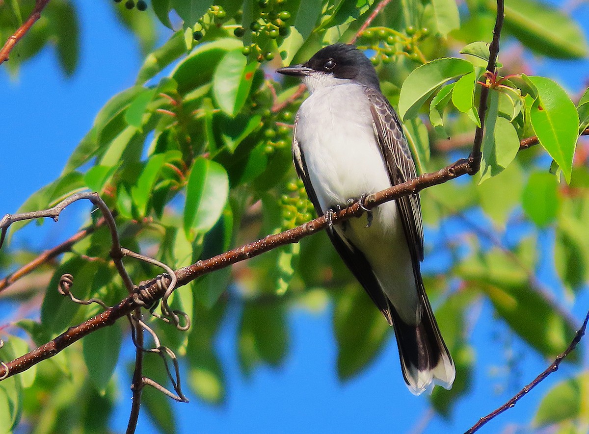 Eastern Kingbird - ML656830321