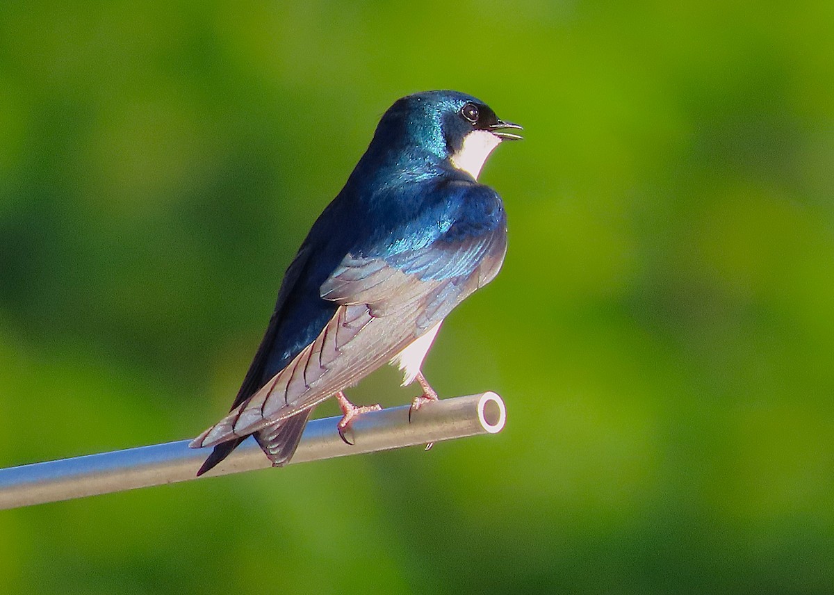 Tree Swallow - ML656830333